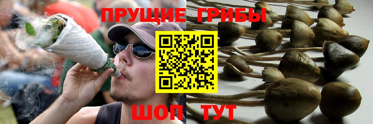 Псилоцибиновые грибы ЛСД  Псилоцибиновые грибы Psilocybine cubensis  Коммунар  где найти наркотики  Вход с VPN 